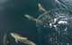 Southern Ocean Adventure From Victor Harbor - thumb 7