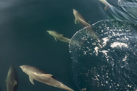 Southern Ocean Adventure From Victor Harbor - Attractions Perth 7