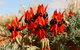 Flinders Ranges & Outback 5 Day Small Group 4WD Eco Tour - thumb 4