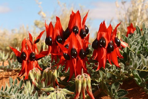 Flinders Ranges & Outback 5 Day Small Group 4WD Eco Tour - Attractions Perth 4