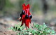 3 Day Flinders Ranges Outback Tour - thumb 5