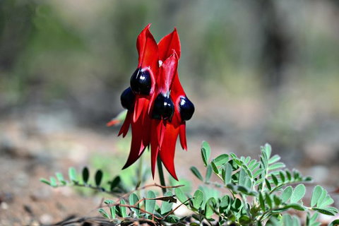 3 Day Flinders Ranges Outback Tour - Attractions Perth 5