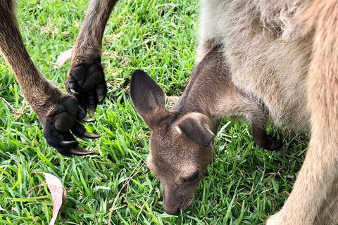 Coffin Bay Oysters, Ocean & Nature Tour - Attractions Perth 10