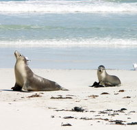 Kangaroo Island Personal Group Tours - Attractions Perth