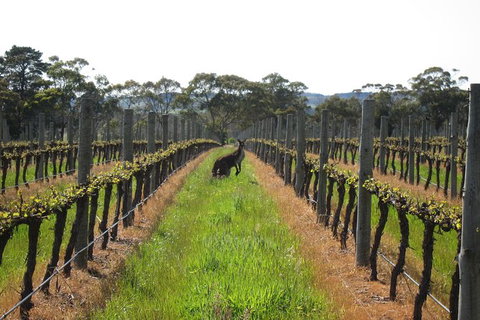 Structured Wine Tasting And Platter - Attractions Perth 1