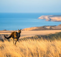 2-Day Kangaroo Island Safari from Adelaide - Attractions Perth