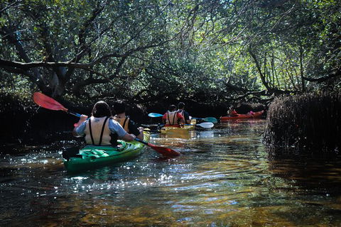 Dolphin Sanctuary Kayaking In Adelaide - Attractions Perth 3