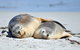 NEW TOUR - Kangaroo Island Road To Recovery Tour (1 Day/1 Night) - thumb 3