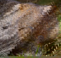 Cradle Mountain Wildlife Spotting after Dark - Attractions Perth