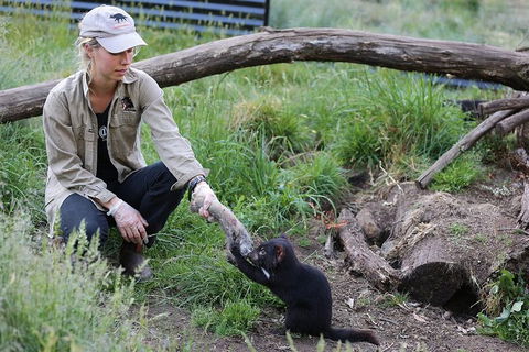 After Dark Tasmanian Devil Feeding Tour At Cradle Mountain - Attractions Perth 3
