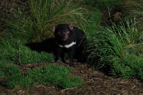 After Dark Tasmanian Devil Feeding Tour At Cradle Mountain - Attractions Perth 1