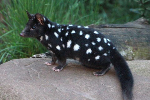 After Dark Tasmanian Devil Feeding Tour At Cradle Mountain - Attractions Perth 5