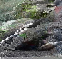 After Dark Tasmanian Devil Feeding Tour at Cradle Mountain - Attractions Perth
