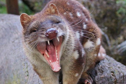 After Dark Tasmanian Devil Feeding Tour At Cradle Mountain - Attractions Perth 4