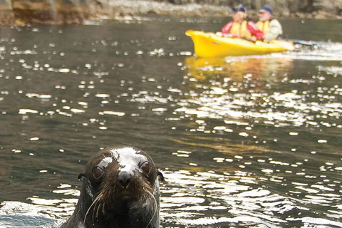 Tasman Peninsula Full Day Kayaking Tour - Attractions Perth 1