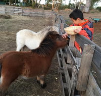 Feed/play with animals and Kayak during hobby farm tour - Attractions Perth