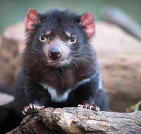 Cruise Ship Special from Hobart Shuttle to Bonorong Wildlife Park. - Attractions Perth