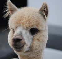 Alpaca Farm Tours with Toffeemont - Attractions Perth