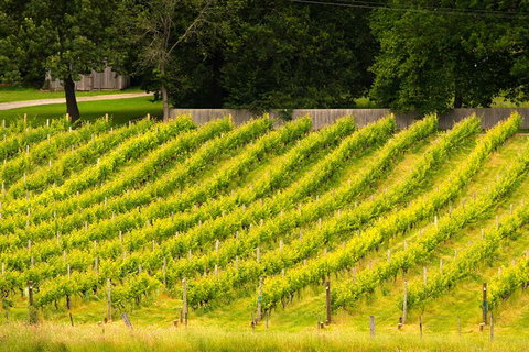 All Inclusive Wine Tour Up The Derwent Valley Hobart: Local Wines & Cheeses - Attractions Perth 3