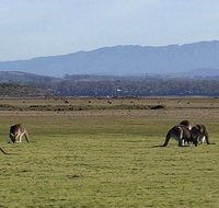 Spend a day in one of Tasmania's best wildlife National Park's - Attractions Perth