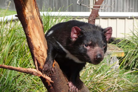 6-Day Tasmania Small-Group Guided Tour With Gourmet Food - Attractions Perth 4