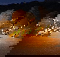 Penguin Tour - Attractions Perth