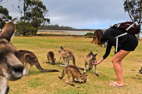 4-Day Fabulous Tasmania Tour: Wineglass Bay, Port Arthur, Devils & Bruny Island - Attractions Perth 5