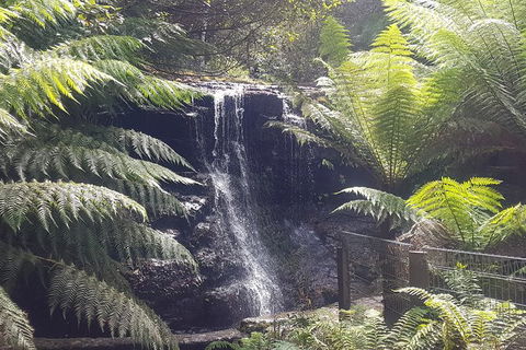 Mt. Wellington Morning Hike + Afternoon Beer & History Walk - Attractions Perth 16