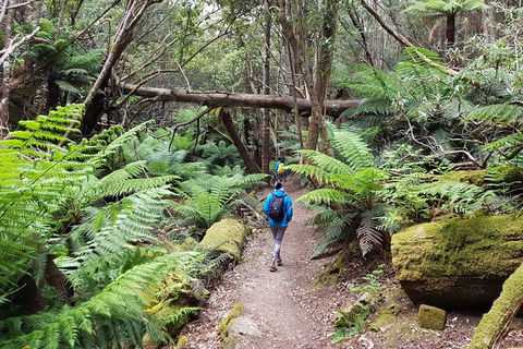 Mt. Wellington Morning Hike + Afternoon Beer & History Walk - Attractions Perth 7