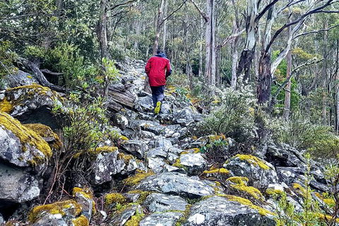 Mt. Wellington Morning Hike + Afternoon Beer & History Walk - Attractions Perth 8