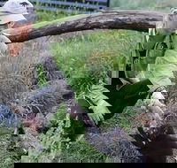 1-Hour Tasmanian Devil Feeding Day Tour at Cradle Mountain - Attractions Perth