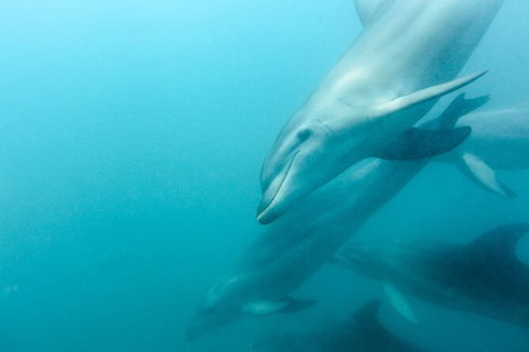 Dolphin And Seal Swim Reef Snorkel Boat Tour Mornington Peninsula - Attractions Perth 12