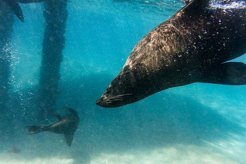 Dolphin And Seal Swim Reef Snorkel Boat Tour Mornington Peninsula - Attractions Perth 7