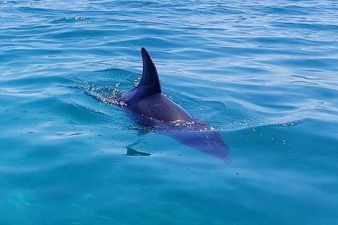 Dolphin And Seal Swim Reef Snorkel Boat Tour Mornington Peninsula - Attractions Perth 2