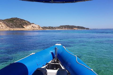Dolphin And Seal Swim Reef Snorkel Boat Tour Mornington Peninsula - Attractions Perth 6