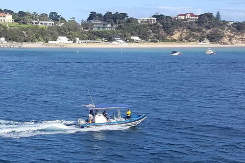 Dolphin And Seal Swim Reef Snorkel Boat Tour Mornington Peninsula - Attractions Perth 14