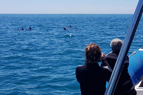 Dolphin And Seal Swim Reef Snorkel Boat Tour Mornington Peninsula - Attractions Perth 13