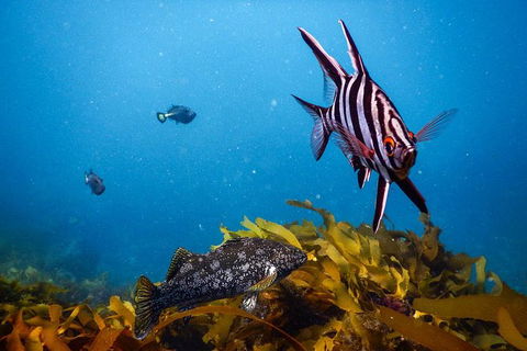 Dolphin And Seal Swim Reef Snorkel Boat Tour Mornington Peninsula - Attractions Perth 5
