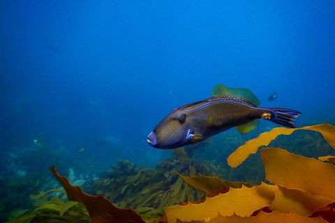 Dolphin And Seal Swim Reef Snorkel Boat Tour Mornington Peninsula - Attractions Perth 9