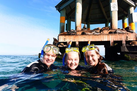 Dolphin And Seal Swim Reef Snorkel Boat Tour Mornington Peninsula - Attractions Perth 4
