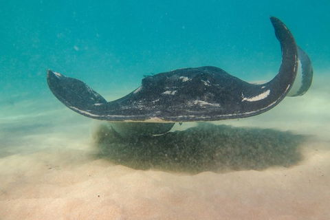 Dolphin And Seal Swim Reef Snorkel Boat Tour Mornington Peninsula - Attractions Perth 15
