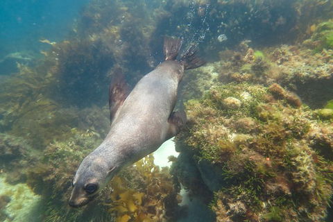 Dolphin And Seal Swim Reef Snorkel Boat Tour Mornington Peninsula - Attractions Perth 3