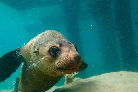 Dolphin And Seal Swim Reef Snorkel Boat Tour Mornington Peninsula - Attractions Perth 0