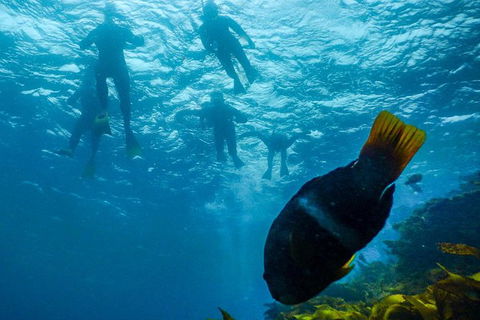 Dolphin And Seal Swim Reef Snorkel Boat Tour Mornington Peninsula - Attractions Perth 1