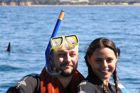 Dolphin And Seal Swim Reef Snorkel Boat Tour Mornington Peninsula - Attractions Perth 18
