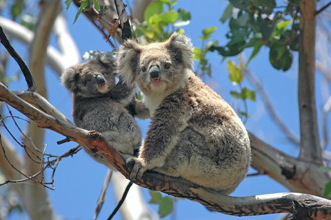 LGBT+ Friendly 2 Day Private Tour Great Ocean Road + Phillip Island - Attractions Perth 1