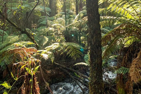 Hiking Tour To Aqueduct And Warburton Valley Lookout - Attractions Perth 3