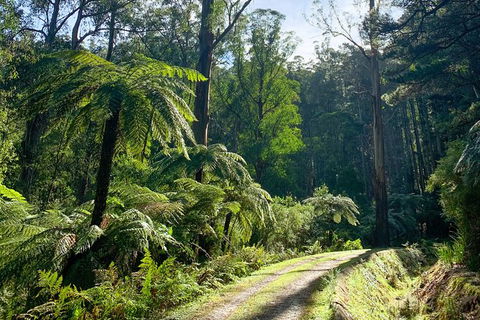 Hiking Tour To Aqueduct And Warburton Valley Lookout - Attractions Perth 1