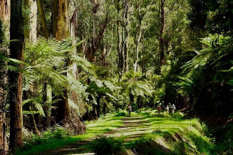 Private Aqueduct To California Redwoods Hiking Tour - Attractions Perth 2