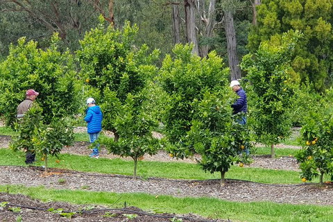 Day Tour Of Yarra Valley Puffing Billy And Rayners Orchard - Attractions Perth 1